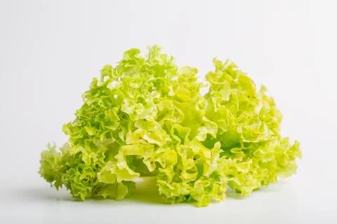 Green lettuce leaf Stockfoto's