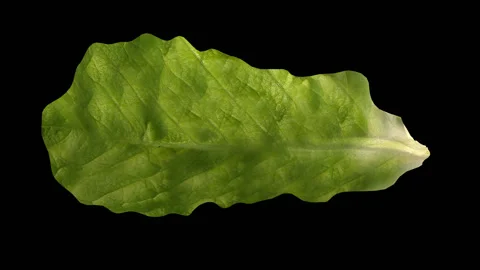 Green lettuce leaf rotates on its axis, alpha channel Stock Footage 133739126