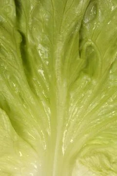 Green Lettuce Leaf Texture Close Up 스톡 사진