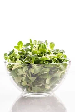 Green lettuce leaves in a bowl. Stock Photos