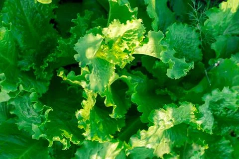 Green lettuce leaves close-up in the sun. Background. Solid background of bright 스톡 사진