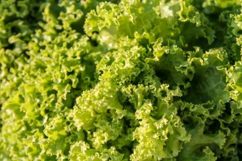 Green lettuce leaves closeup abstract background Stock Photos