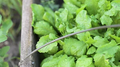 The green lettuce leaves shoots in rows on garden beds in the vegetable field Stock-Footage 133066953
