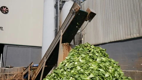 Green lettuce leaves on vegetable processing conveyor in backyard of a farm Stock Footage 247420656