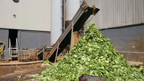 Green lettuce leaves on vegetable processing conveyor in backyard of a farm Stock Footage 272404744