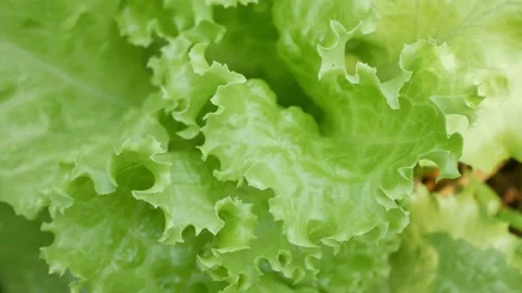 Green lettuce in nature. Stock Footage 148629107