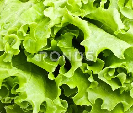 Green lettuce Stock Photos