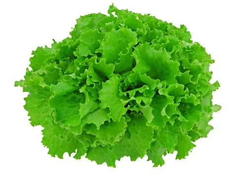 Green lettuce Stock Photos