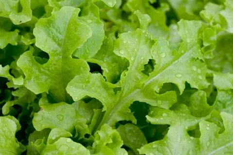 Green Lettuce Stock Photos