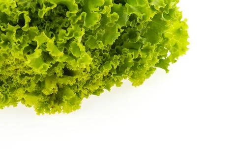 Green lettuce Stock Photos