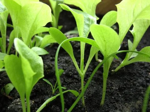 Green lettuce Stock Photos