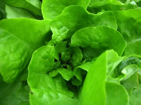 Green lettuce Stock Photos
