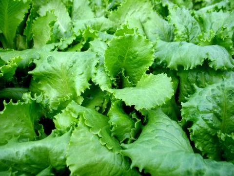 Green lettuce Stock Photos