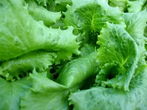 Green lettuce Stock Photos