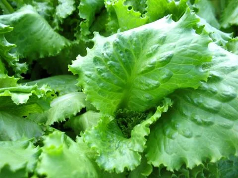 Green lettuce Stock Photos