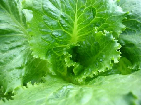 Green lettuce Stock Photos