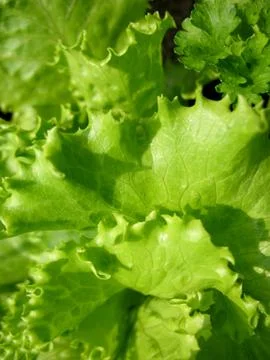 Green lettuce Stock Photos