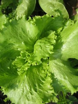 Green lettuce Stock Photos