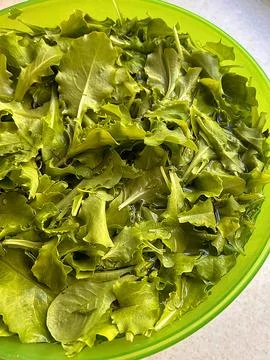Green lettuce Stock Photos