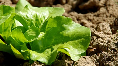 Green lettuce salad Stock Footage 39351848