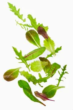 Green lettuce salad leafs Stock Photos