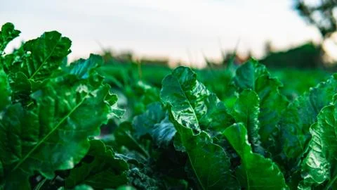 Green lettuce, salad, in vegetable plot. Field of salad. Harvest concept. Foto stock
