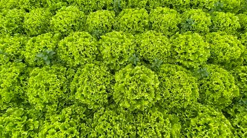 Green Lettuce Vegetable Stock-Fotos