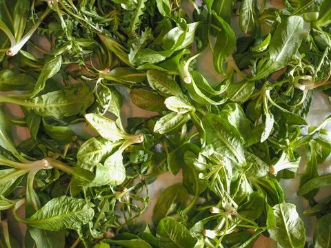 Green Lettuce vegetables Stock Photos