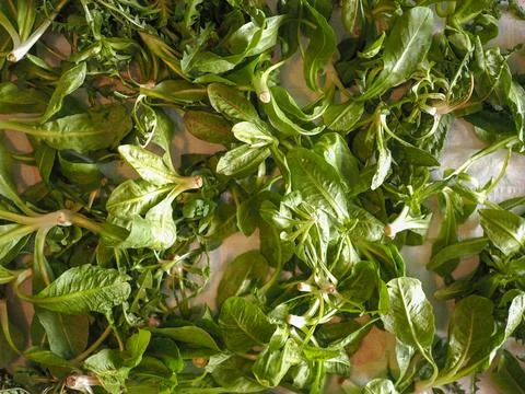 Green Lettuce vegetables Fotos Stock