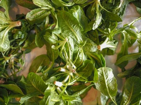 Green Lettuce vegetables Stock Photos