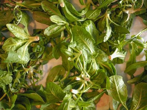 Green Lettuce vegetables Stock Photos