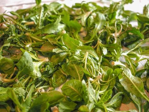 Green Lettuce vegetables Stock Photos