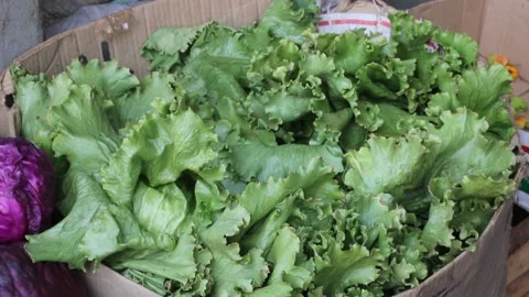 Green letuce vegetable in the box Stock Footage 162972979