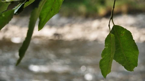 Green Leves at a river Stock Footage 114776131