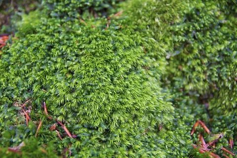 Green Lichen Close-up Foto stock