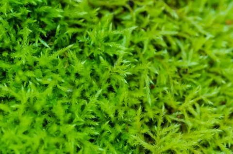Green lichen in the forest close up Stock Photos