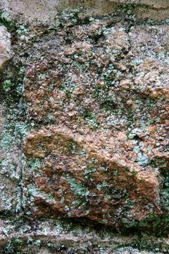Green lichen growing on rouch patterned rock face. Stock Photos