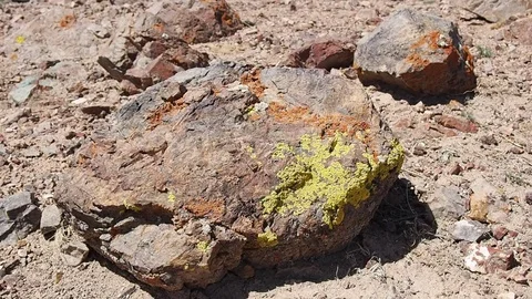 Green lichen growing on the stone. Stock Footage 78153894