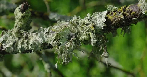 Green lichen grows on a tree branch in winter Video stock 330450988