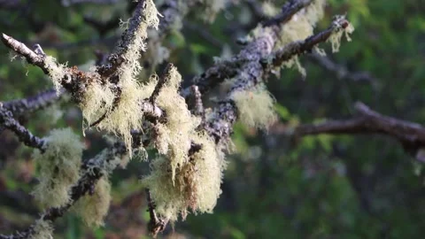 Green lichen hanging from tree branch and moving in breeze Stock Footage 310452256