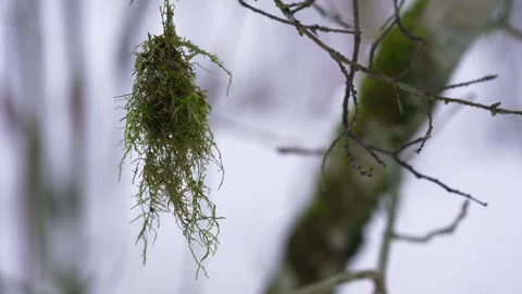 A green lichen hangs from a tree branch and sways in the wind. Stock Footage 259682725