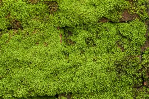 Green lichen Stock Photos