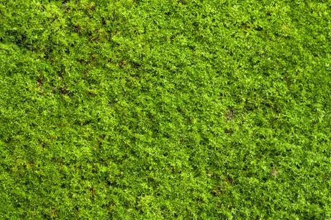 Green lichen Stock Photos