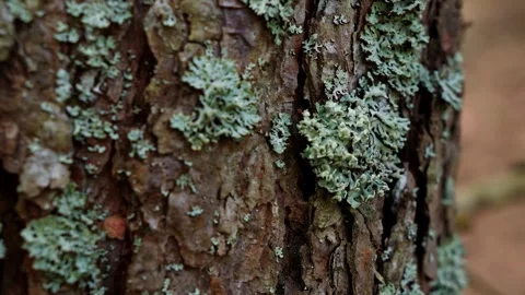 Green Lichen On Pine Tree Bark Stock Footage 335975423