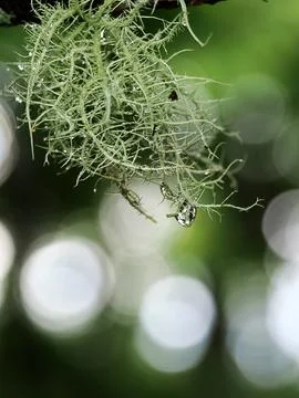 Green lichen on a tree close up Stockfoto's