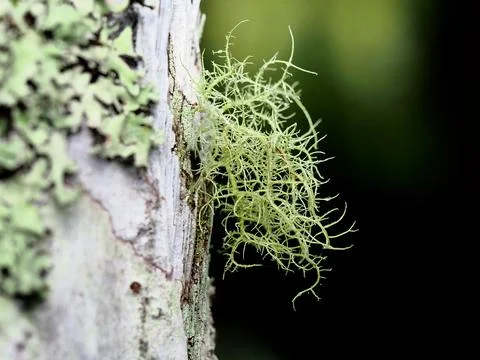 Green lichen on a tree close up 스톡 사진