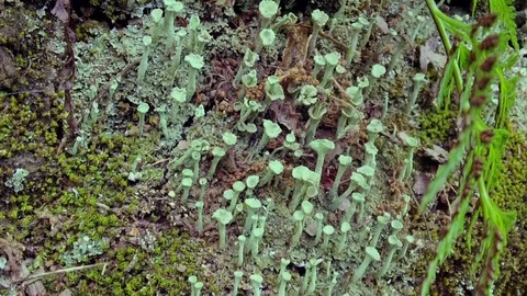 Green lichens growing fast in the shadow in the mountain Video stock 118776534
