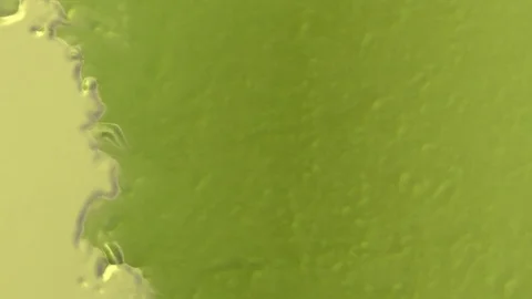 Green liequid under the microscope Stock Footage 75447121