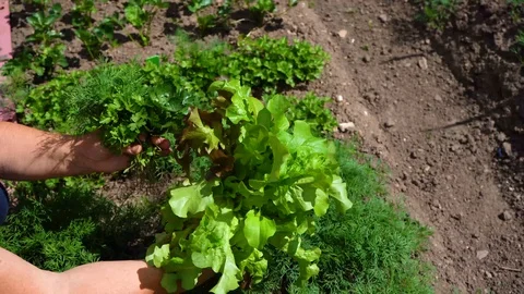 Green LIFE. Stock Footage 117778639