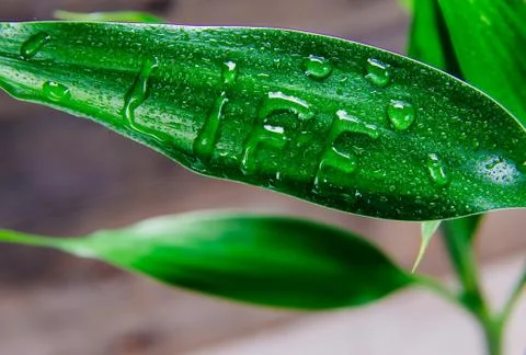 Green life Stock Photos